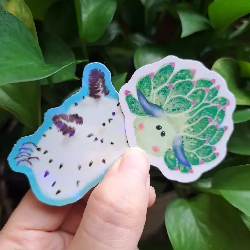 Sea Slugs